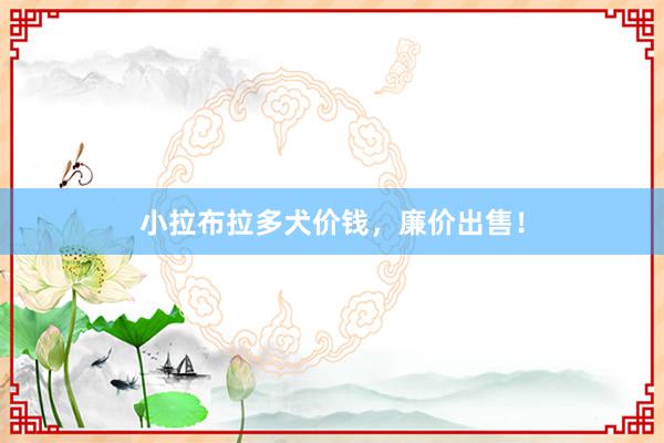 小拉布拉多犬价钱,廉价出售!